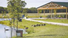 A family of geese has made a home at the Ainsworth Community Pond, where the recent completion of the picnic shelter has completed phase three of the project.