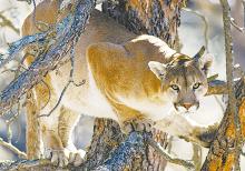 Mountain Lion Season Ends in Niobrara Unit