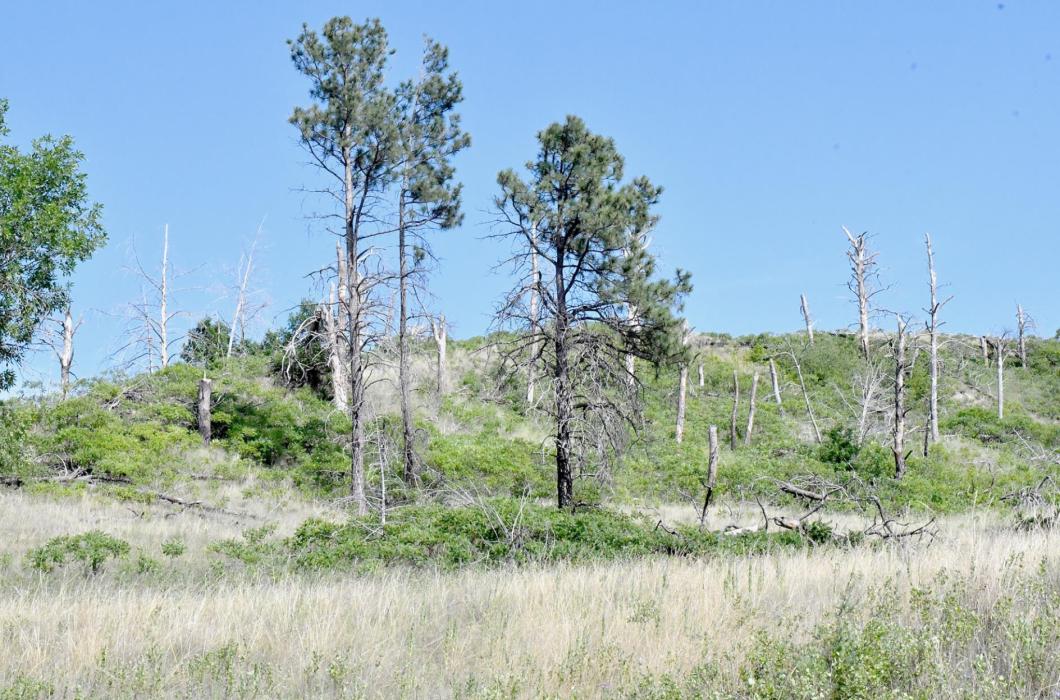 The Aftermath of the 2012 Niobrara River Valley Fires