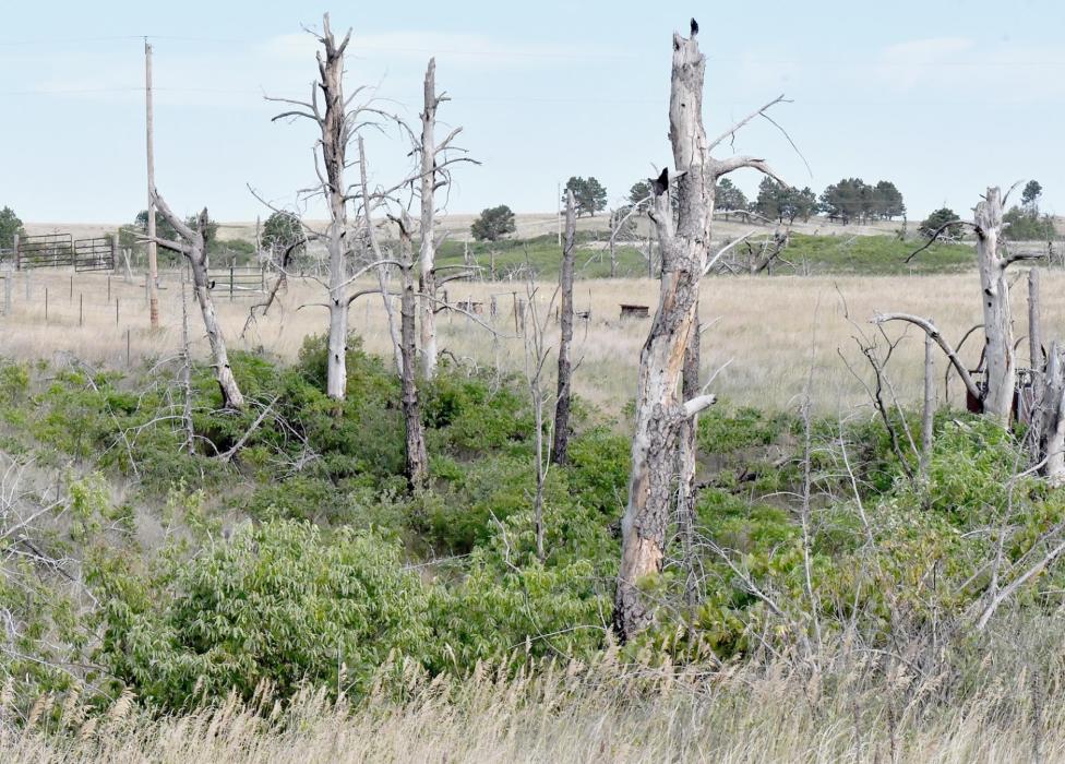 The Aftermath of the 2012 Niobrara River Valley Fires