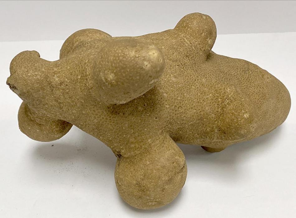 Gardener Gets Surprise Potato