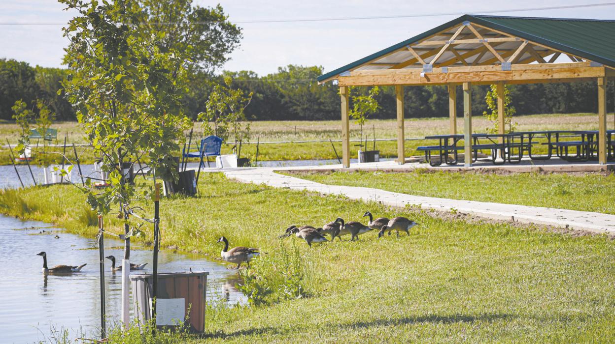 A family of geese has made a home at the Ainsworth Community Pond, where the recent completion of the picnic shelter has completed phase three of the project.