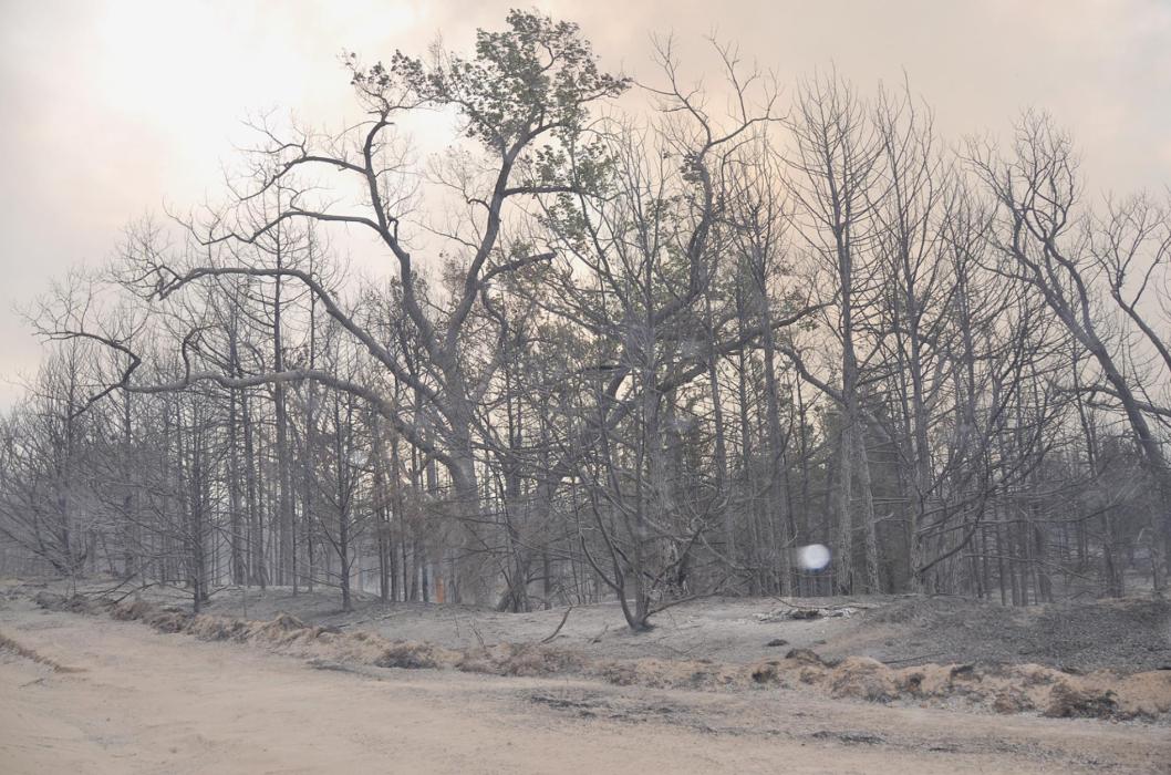 According to the North Central Nebraska Community Wildfire Protection Plan (CWPP), “The Fairfield Creek wildfire of 2012 and the Big Rock wildfire of 2006 [near Valentine] successfully set back many acres of forest to forbs, grasses and shrubs.” These areas are full of dry, dead trees both standing and downed, as well as dry grass and shrubs, putting them at high risk of extreme fire behavior once again when another fire passes through.