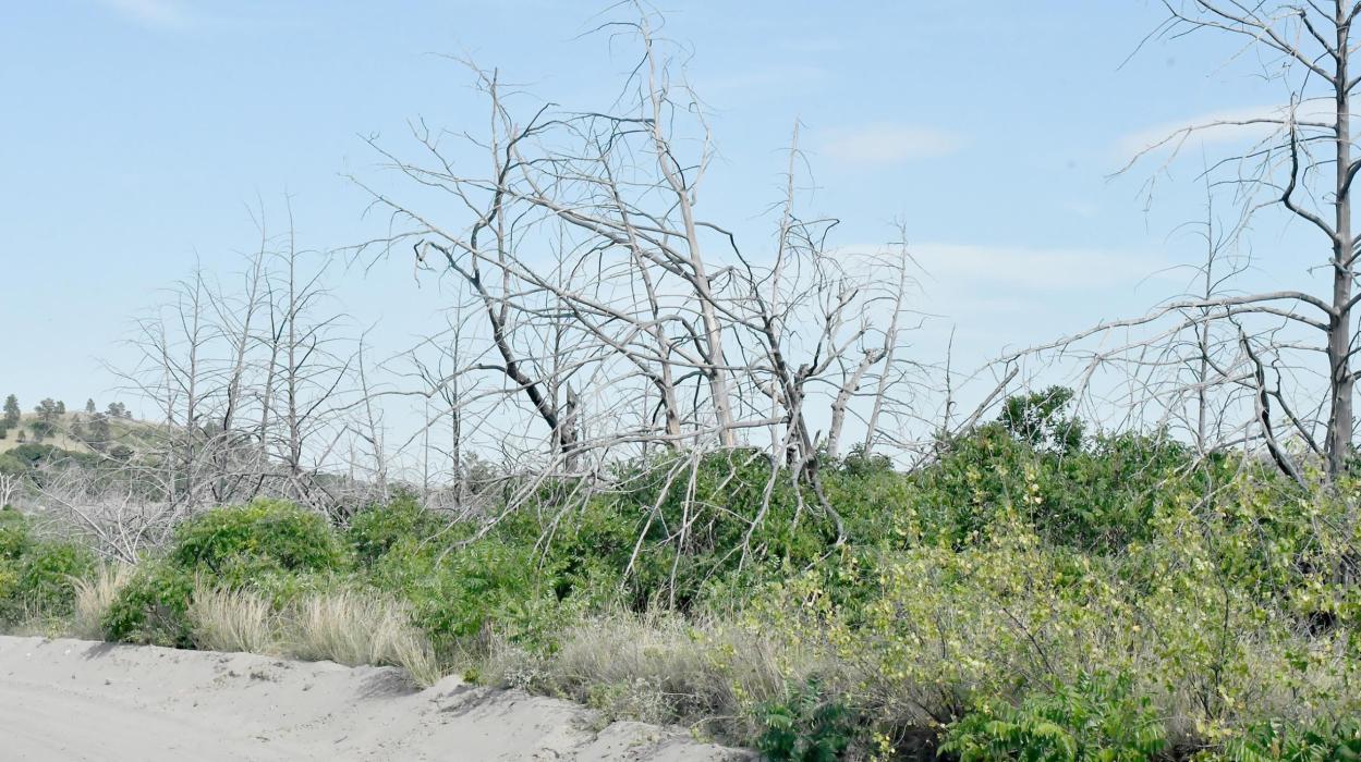 Now 10 years later, where the ground was barren and most trees skeletal, Mother Nature has filled in many of the areas with grasses and Sumac. This keeps the ground from eroding and provides cover for other plants and trees to take root. But with all the dead trees downed or standing, the fire danger is high with all the dead wood within the 2012 fire area.