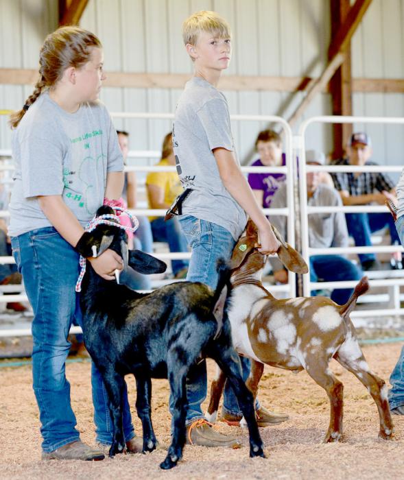 Livestock Show