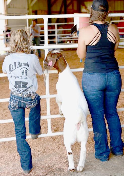 Small Animal Show