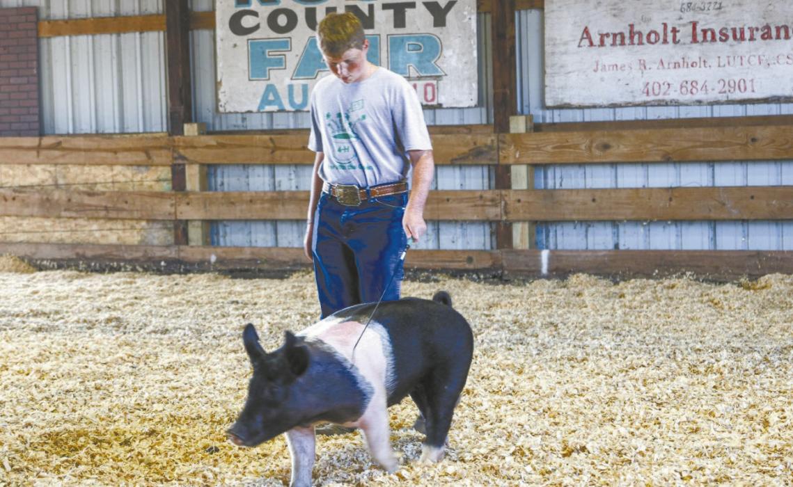 Newt Smidt shows his pig at the BKR 4-H livestock show.