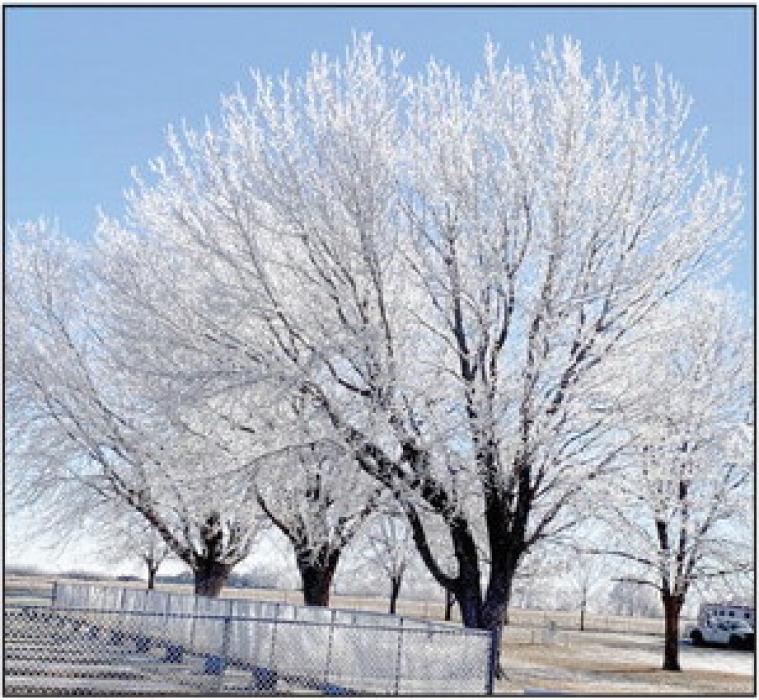 Frost Covered Trees Make for A Pretty Scenery; Wasn’t Expecting It This Soon - Still Fall!