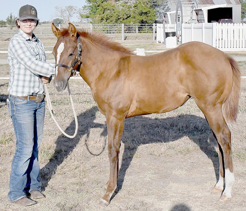 Brown County Fair Horse ShowMadison