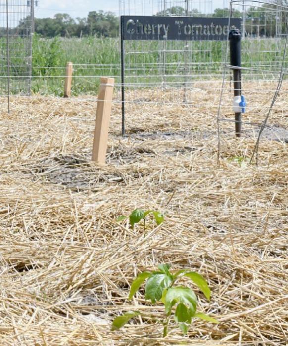 Among the garden’s produce options are various peppers and cherry tomatoes, shown growing above.