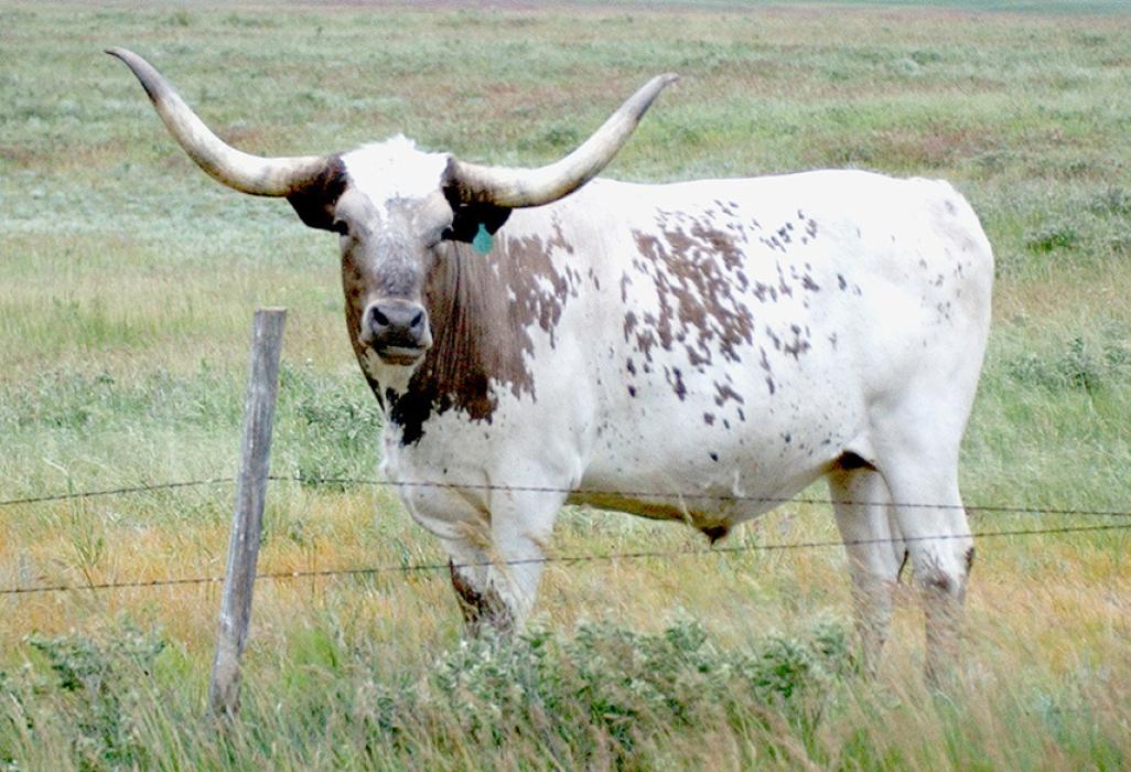 May is Beef Month across the nation, and more especially in the Sandhills of Nebraska. We take this time to honor the beef producers of Ainsworth, Brown County and the surrounding area during Beef Month. In this week's issue of the Pioneer Advertiser is the 2023 Beef Tab saluting beef producers. Take some time and read the stories about beef, and check out all the advertisers that support the local beef industry.