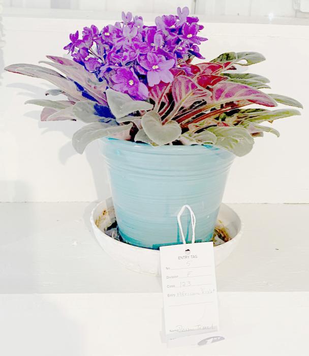 Best of Show - African Violet - Roxanne Troxel