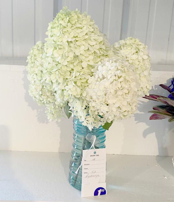 Best of Show - Hydranga - Iris Sisson