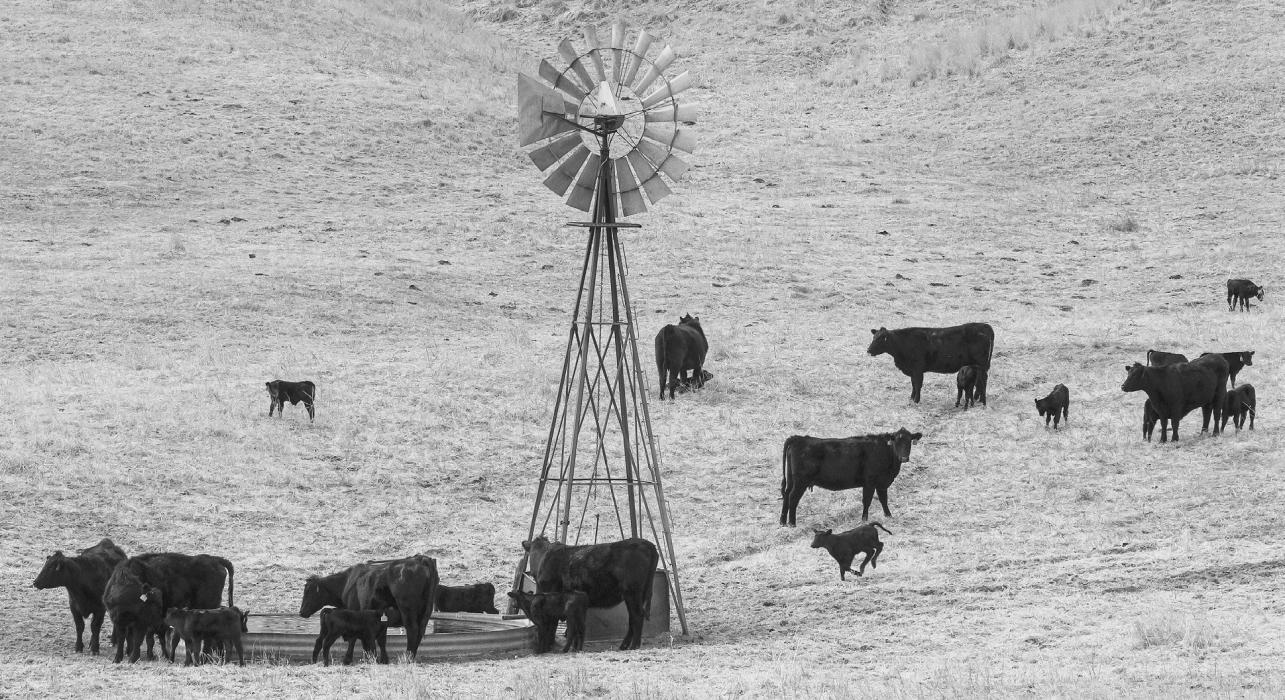 May is Beef Month across the nation, and more especially in the Sandhills of Nebraska. We take this time to honor the beef producers of Ainsworth, Brown County and the surrounding area during Beef Month. In this week's issue of the Pioneer Advertiser is the 2024 Beef Tab saluting beef producers. Take some time and read the stories about beef, and check out all the advertisers that support the local beef industry.