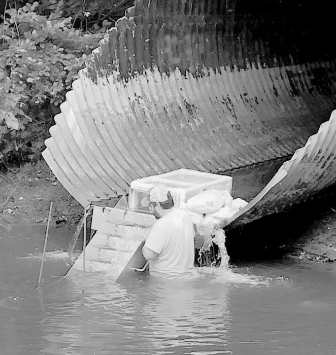 Joe Spooner, a stream technician with Nebraska Game and Parks, checks the test trap on the top of a ladder attached to a culvert located under the Cowboy Trail through Ainsworth in late June. The trap is attached for testing purposes and is a helpful educational tool but won’t be attached if a ladder is left for an extended period of time.