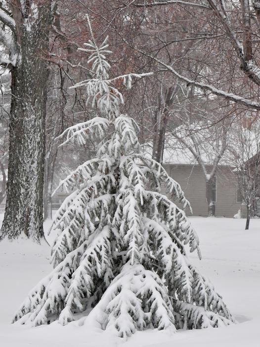 The rain that eventually turned to snow made for many trees to drupe with the heavy weight.