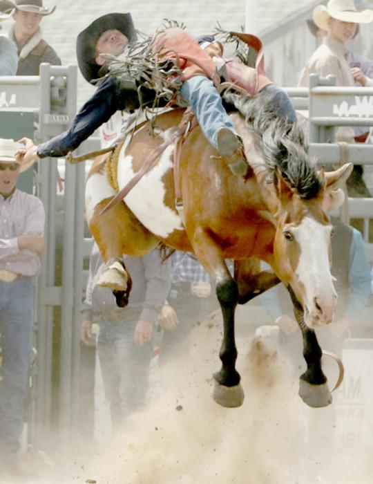 Tate Miller, Springview, enters this weekend’s state high school finals in first place in the bareback riding. Photo by Jill Saults