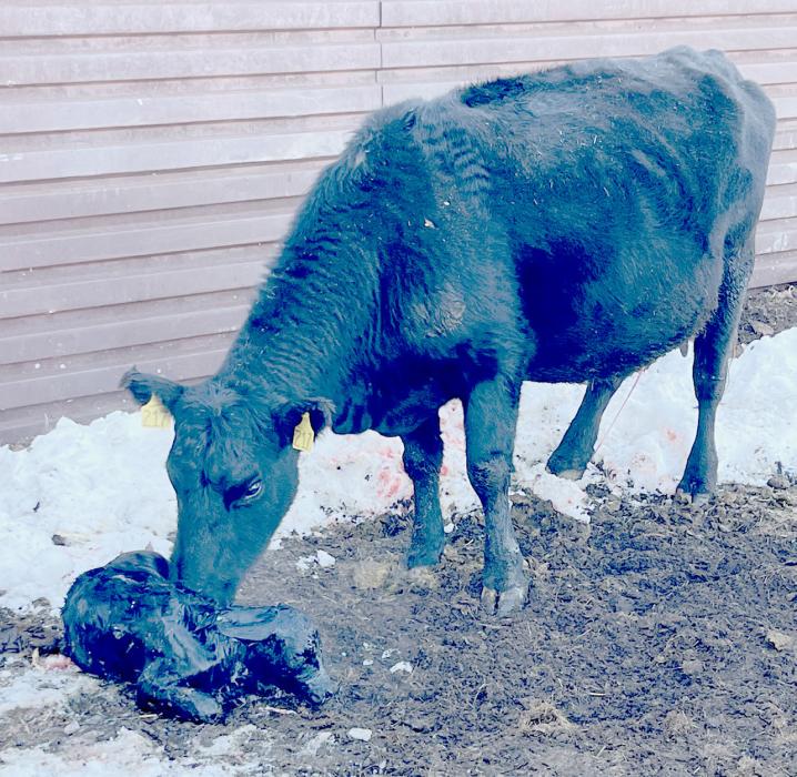 Below Zero Temperatures and Blowing Snow Add Many Challenges To Ranchers Calving