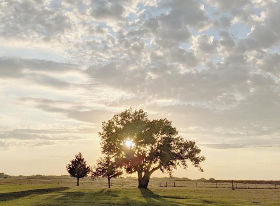 The simple act of planting a tree represents a belief that the tree will grow to provide us with clean air and water, cooling shade, habitat for wildlife, healthier communities, and endless natural beauty – like this tree west of Ainsworth.