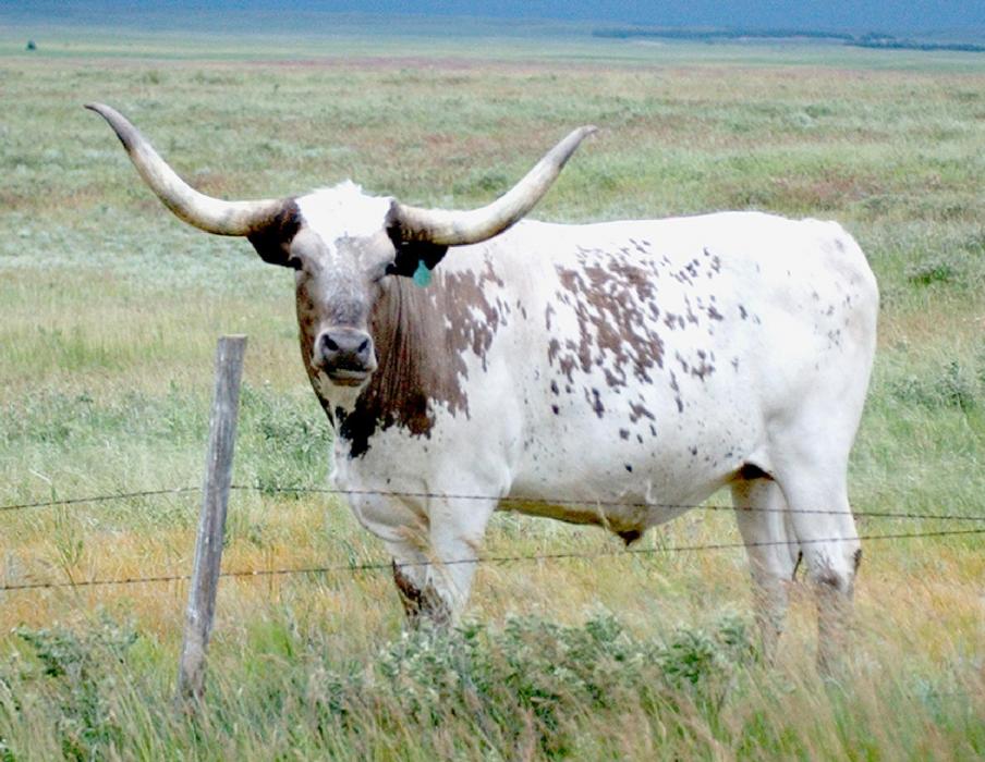 May is Beef Month