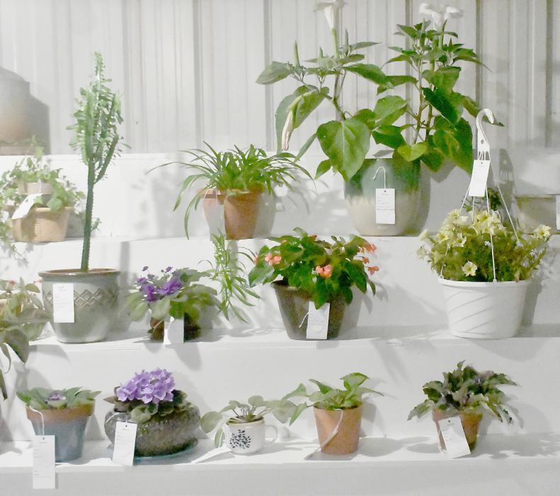 Wide variety of colorful plants and unique flowers were displayed at the Brown County Fair.