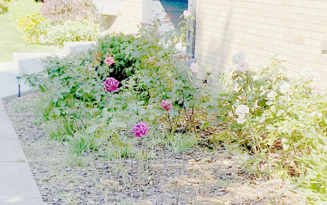 This week’s Yard of the Week honors chosen by the Chamber of Commerce goes to the residence at 240 E. 6th Street. This property is owned by Kent and Clisty Saner. Around their property you will find potted plants in the back yard, rose bushes in a variety of colors, daffodils that bloomed earlier this spring as well as irises. There are large trees and other shrubbery to complete their landscaping.