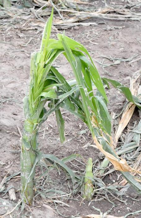 Storm Damages Area with High Winds and Hail