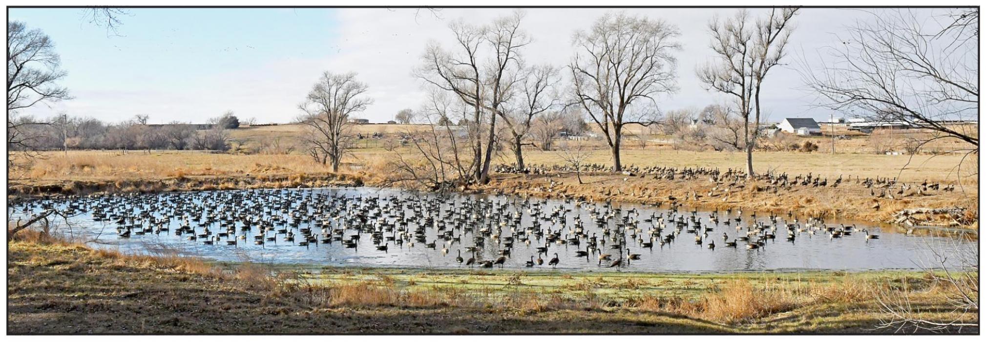 Canada Geese Flock to Brown County Ponds