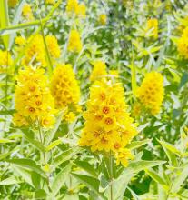Yellow Loosestrife Discovered in Brown County