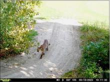 A trail camera caught this image of the sub-adult mountain lion at Frederick Peak Golf Course. The 103 pound male was by the eighth hole, Tuesday, September 19. A Girls High School golf tournament was being played at Frederick Peak that day and was shortened to 9 holes due to the sighting. The animal was euthanized Thursday, September 21, when it made its presence known at Lakeshore Drive, in Valentine.