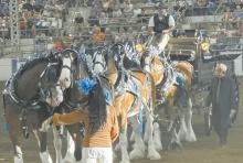 awards in their short time in the business. The Beddows have been training, breeding, and showing Clydesdales since 2022, earning several