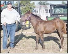 Travee Hobbs Weanling Stallion was named Grand Champion.