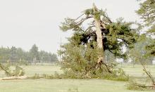 Lightning Strikes Pine Tree in Long Pine Cemetery