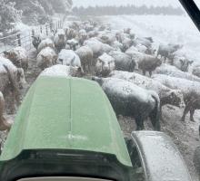 Below Zero Temperatures and Blowing Snow Add Many Challenges To Ranchers Calving