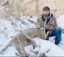 Lane Gambill of Johnstown harvested this 132 pound male mountain lion in the Pine Ridge on January 3, 2022. It was the second lion of four shot during the season, after the first was shot on opening day.