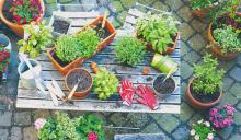 Outdoor gardening and plant care exposes people to sunshine and high amounts of vitamin D, a synthesizer of serotonin. Serotonin is the chemical in brains that induces happiness. Plant-filled homes and areas also can boost memory and heighten your attention span. Overall mood improves greatly after spending time in nature.