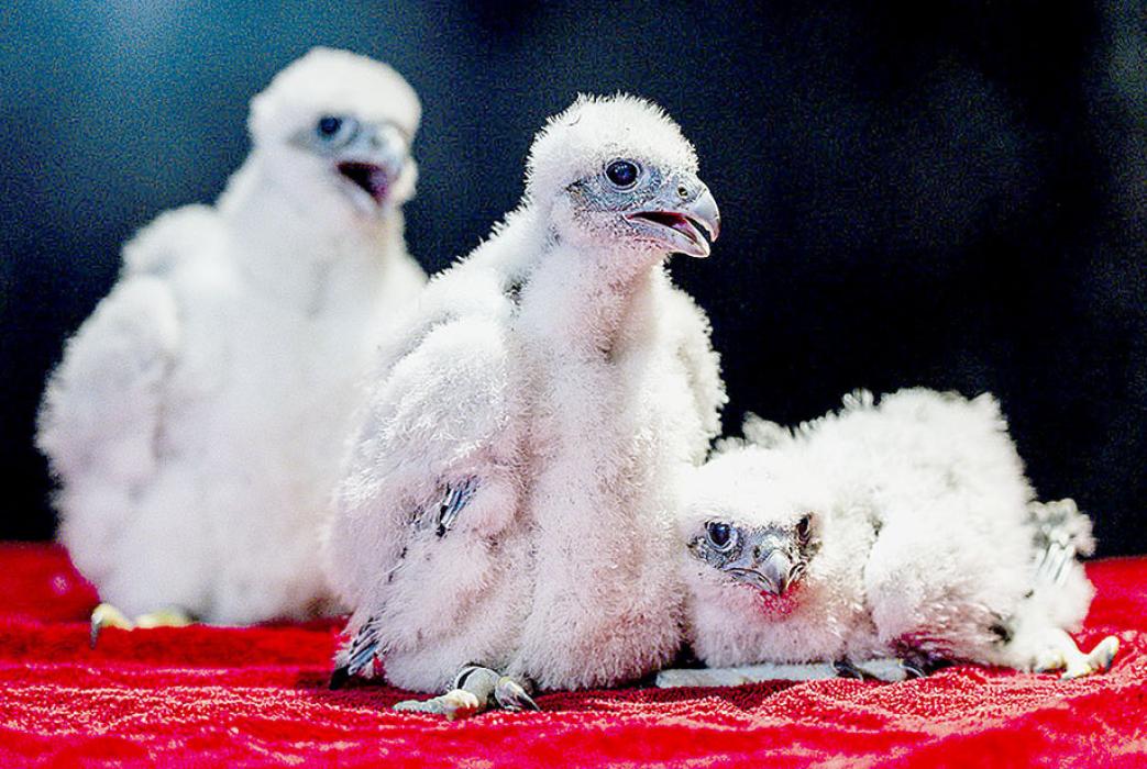These peregrine falcon chicks from a nest box near the top of the Nebraska Capitol building were given identifying leg bands and a checkup June 12 in Lincoln. (Nebraskaland Magazine/Nebraska Game and Parks Commission)
