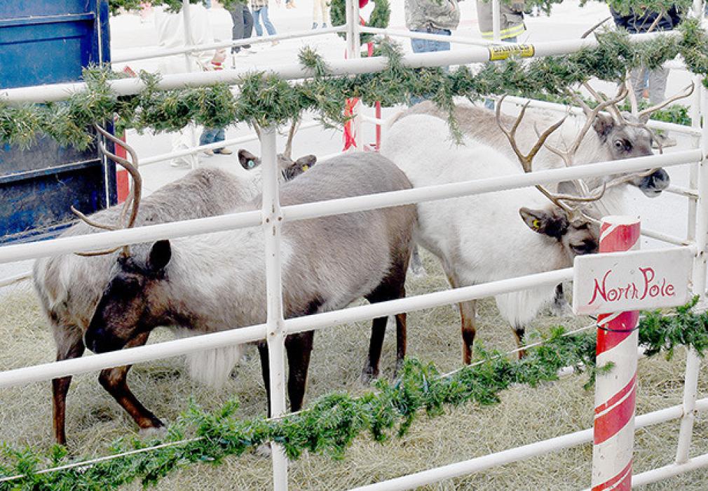 Moon Lake Ranch brought some of Santa’s reindeer to Ainsworth so everyone could enjoy them.