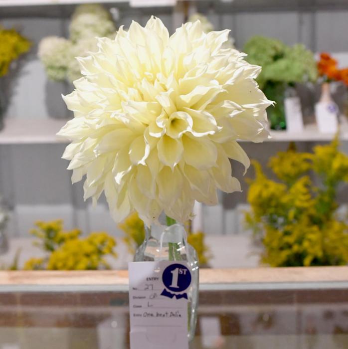 This dahlia, submitted by Lydia Greder, won “Best of Show” in Division F - Floriculture division at the 2021 Brown County Fair.