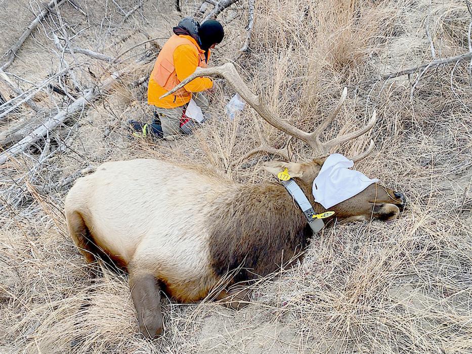 This bull was sedated with a dart gun from the helicopter. Capture crew member places a GPS collar on the elk and collects DNA sample. Afterwards a reversal drug is administered to speed recovery from sedation. Photo by Scott Fesmire