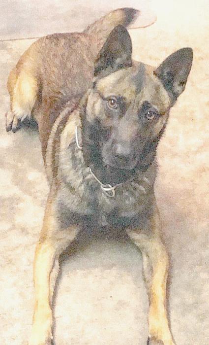 Police Dog Dutch Sniffs Out Retirement After Seven Years of Service