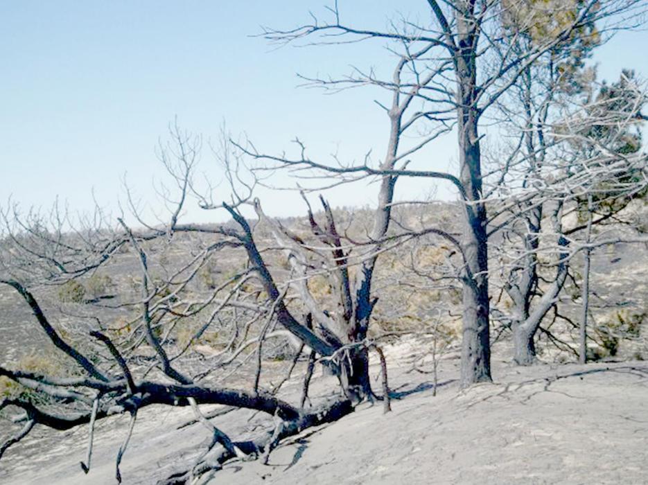 When the smoke had settled, Fire Investigator Ryan Sylvester and Ainsworth Fire Chief Brad Fiala went to the scene of where the fire started with GPS coordinates from the National Weather Service and located the trees struck by lighting that started the fire. The coordinates took them to within 500 feet of where the lightning struck starting the largest fire in recent Nebraska history.