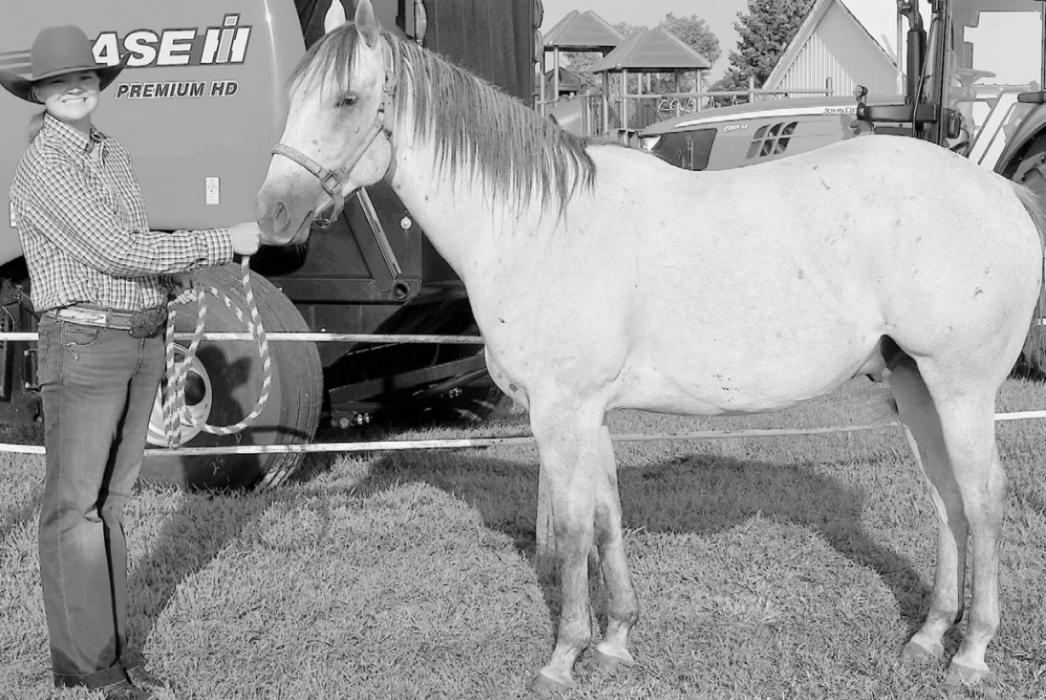 Reserve Champion Gelding: Briley Naprstek.