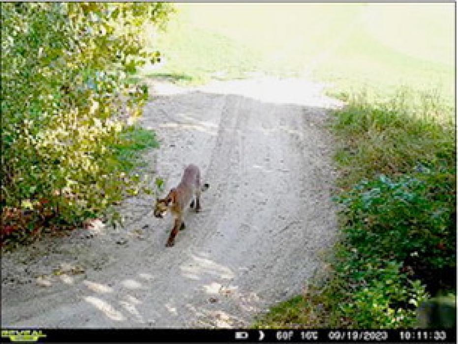 A trail camera caught this image of the sub-adult mountain lion at Frederick Peak Golf Course. The 103 pound male was by the eighth hole, Tuesday, September 19. A Girls High School golf tournament was being played at Frederick Peak that day and was shortened to 9 holes due to the sighting. The animal was euthanized Thursday, September 21, when it made its presence known at Lakeshore Drive, in Valentine.