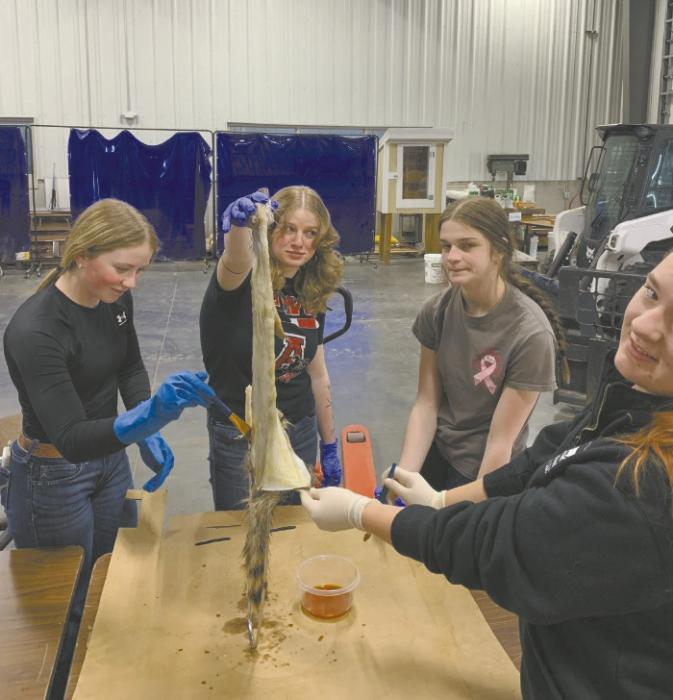 Members of the Wildlife Management class learn about tanning hides. The members above are (left - right): Kenley Welke, Addi Held, Londun Dunbar, and Bristol Goodwin. Photo Courtesy of Josie Ganser, Ainsworth FFA Advisor