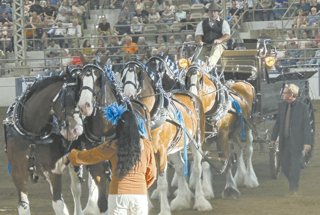 awards in their short time in the business. The Beddows have been training, breeding, and showing Clydesdales since 2022, earning several
