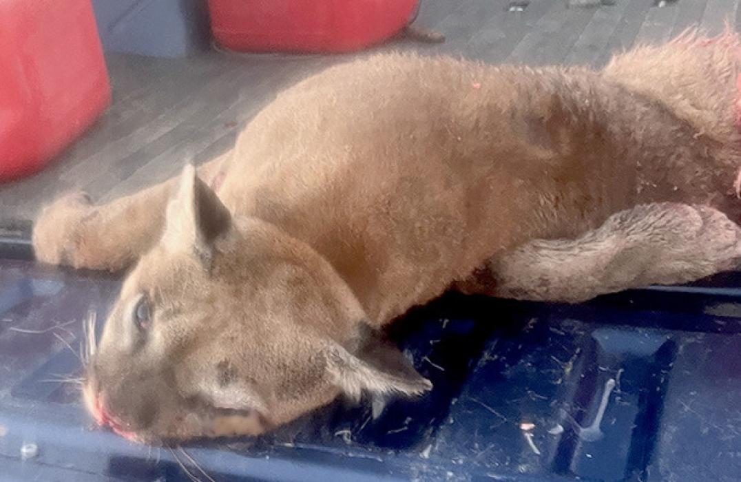 Mountain Lion Struck by Truck West of Johnstown