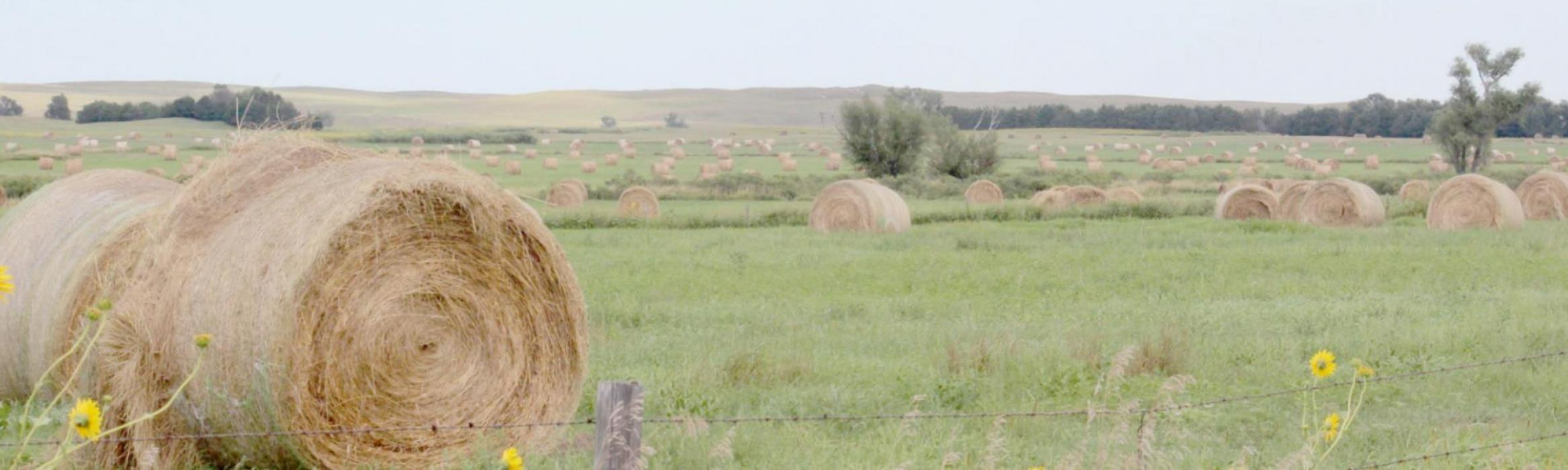 Nebraska is ranked third nationally in all hay production, producing a total of 6,289,000 tons last year. These southern Brown County bales were photographed in August 2016.