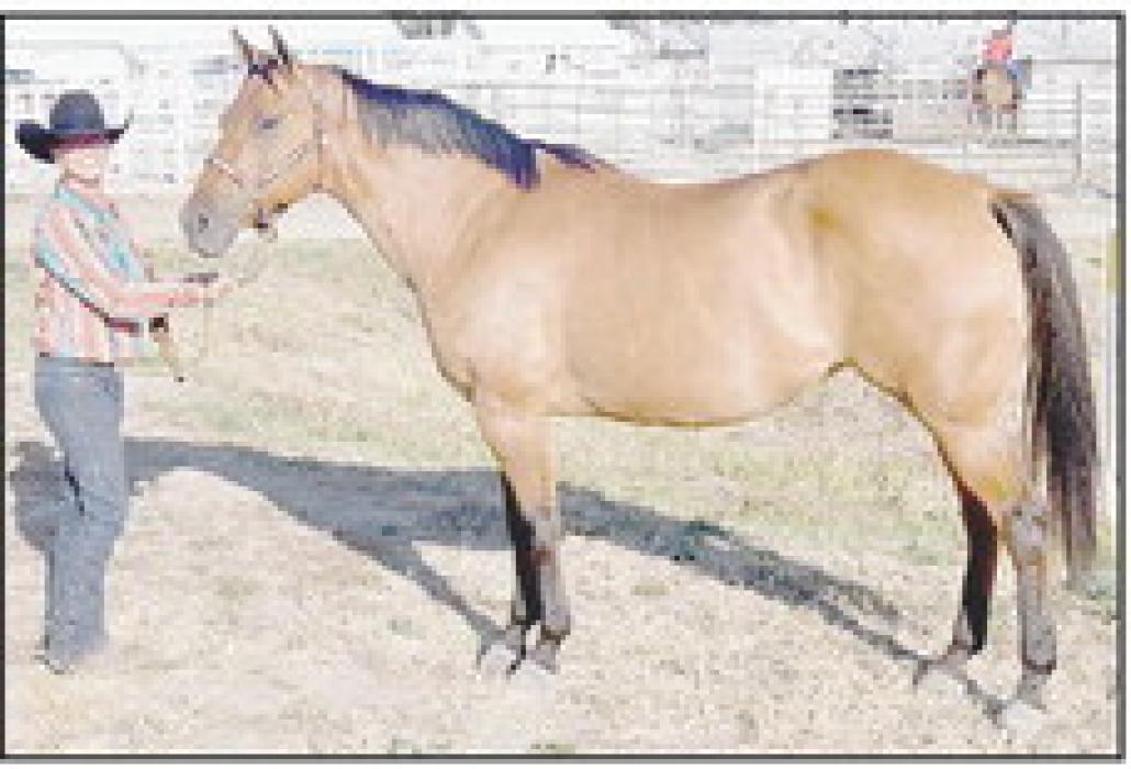 Shannon Daniels’ mare was named Reserve Champion.