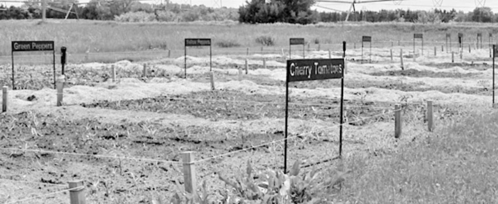 The community garden has many produce options, including but not limited to squashes, peas, peppers, tomatoes, zucchini, brussel sprouts and cucumbers.
